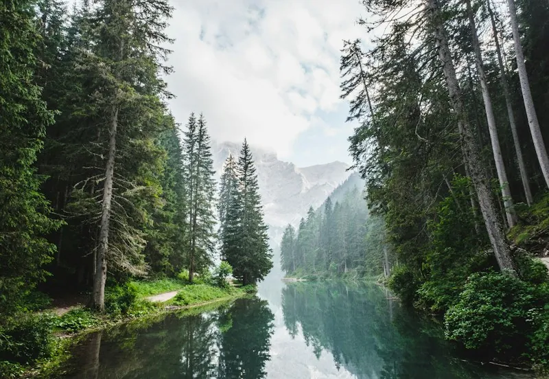 Sunlight in a cinematic forest